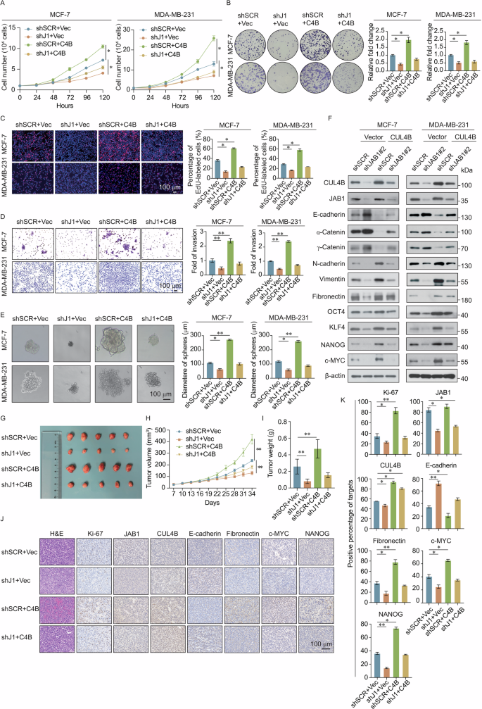 Fig. 4: JAB1 promotes breast cancer progression by stabilizing CUL4B.