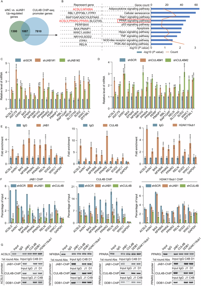 Fig. 6: The JAB1/CRL4B complex co-transcriptionally represses the expression of PPARG and ACSL5.