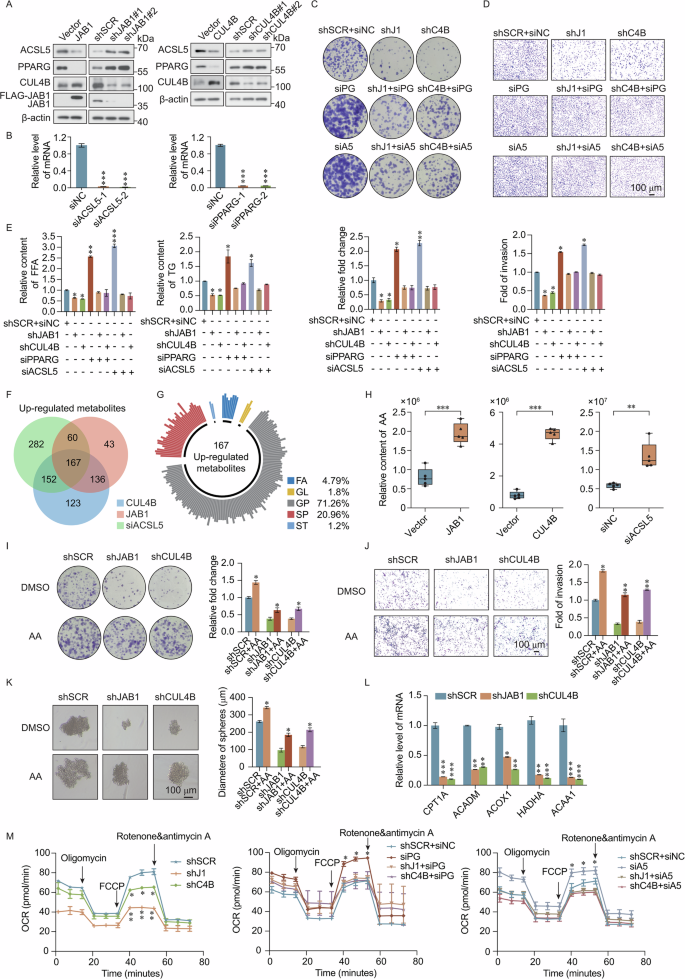 Fig. 7: JAB1 and CUL4B enhance the proliferation and invasion of breast cancer cells, and induce fatty acid metabolic reprogramming, through the inhibition of PPARG/ACSL5 expression.