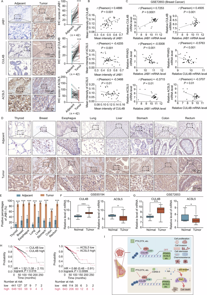 Fig. 8: JAB1 is overexpressed in various cancer types and serves as a prospective cancer biomarker.