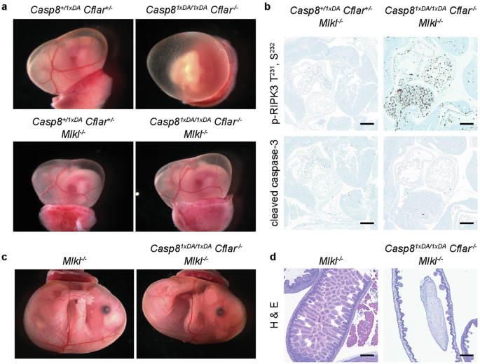 Fig. 1: Casp81xDA/1xDA Cflar-/- mice die during embryogenesis from aberrant necroptosis.