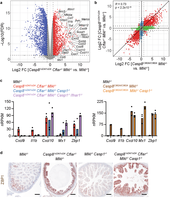 Fig. 2: Proinflammatory gene expression in E18.5 Casp81xDA/1xDA Cflar-/- Mlkl-/- intestines.