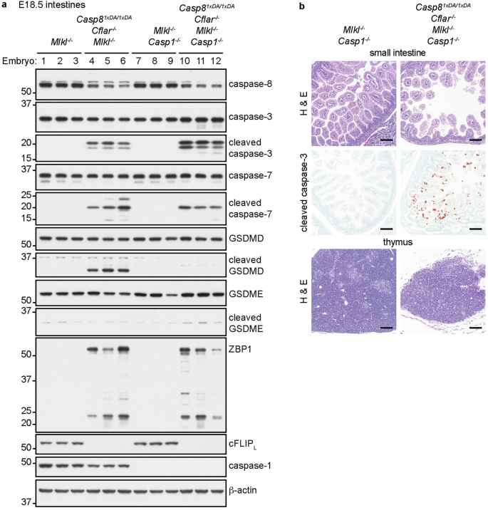Fig. 3: Casp81xDA/1xDA Cflar-/- Mlkl-/- mice exhibit caspase-1-independent intestinal atrophy.
