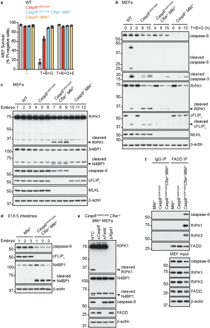 Fig. 4: Heterodimers of caspase-8 D387A and cFLIP mediate TNF-induced apoptosis.