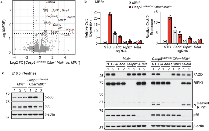 Fig. 5: FADD-dependent NF-κB activation and chemokine expression in Casp81xDA/1xDA Cflar-/- MEFs.