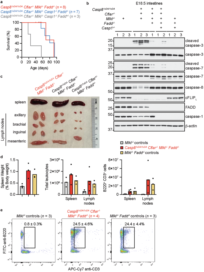 Fig. 6: Casp81xDA/1xDA Cflar-/- Mlkl-/- Fadd-/- mice develop splenomegaly and lymphadenopathy.