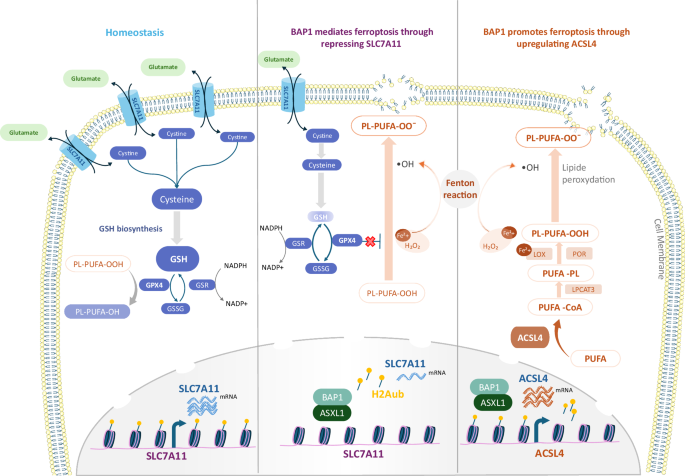 Fig. 1: BAP1 promotes ferroptosis through different metabolic pathways.