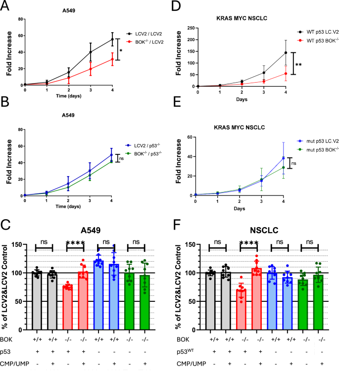 Fig. 2: BOK-deletion results in decreased proliferation in a p53 dependent manner.