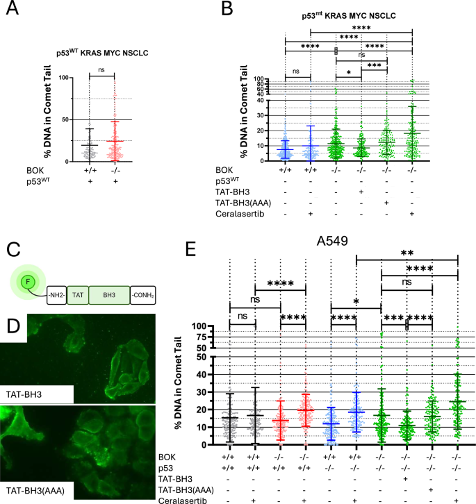 Fig. 3: DNA damage quantification by comet assay.