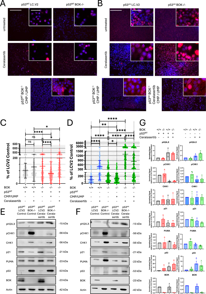 Fig. 4: DNA damage quantification by pH2A.X staining in KRAS-MYC NSCLC cells.