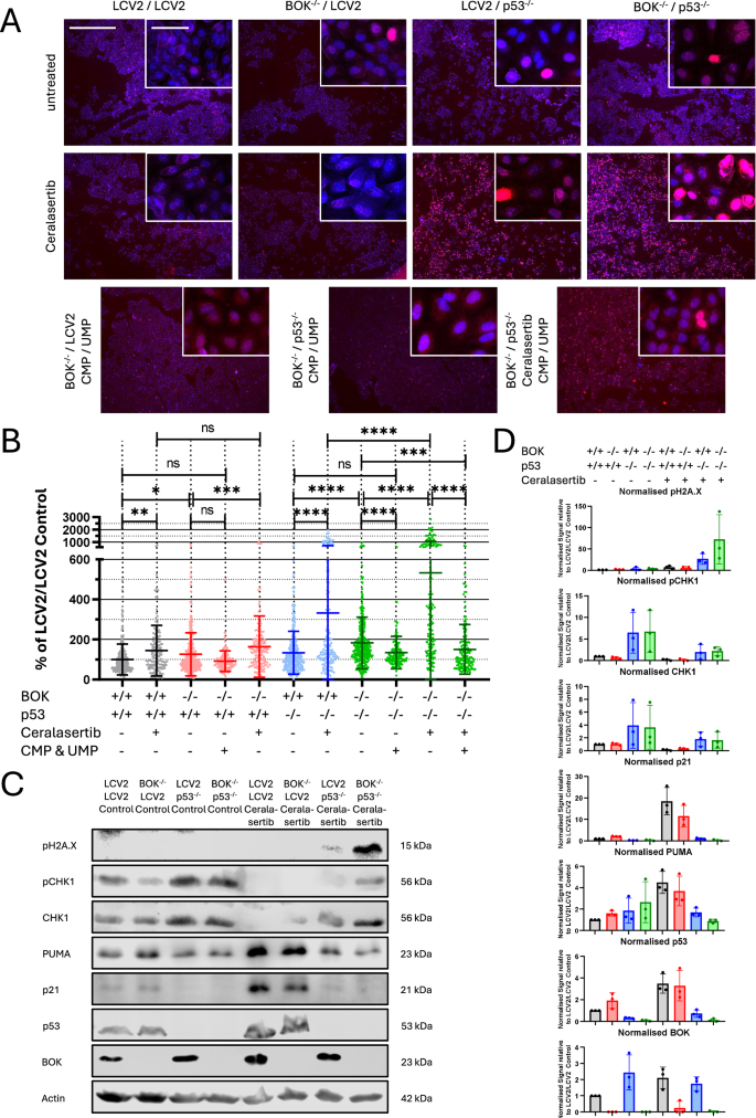 Fig. 5: DNA damage quantification by pH2A.X staining in A549 cells.