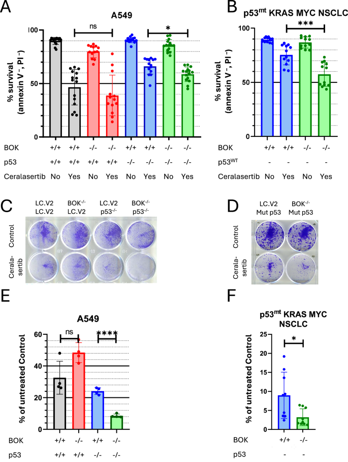 Fig. 6: Cell survival after ceralasertib treatment.