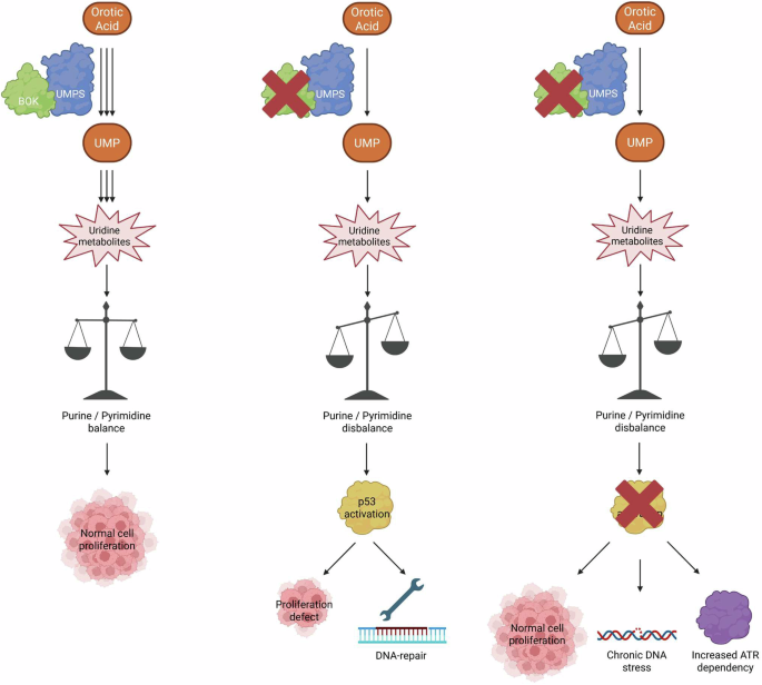 Fig. 7: Proposed model.