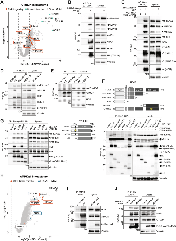 Fig. 1: Proteomics identify LUBAC and OTULIN as interactors of AMPK.