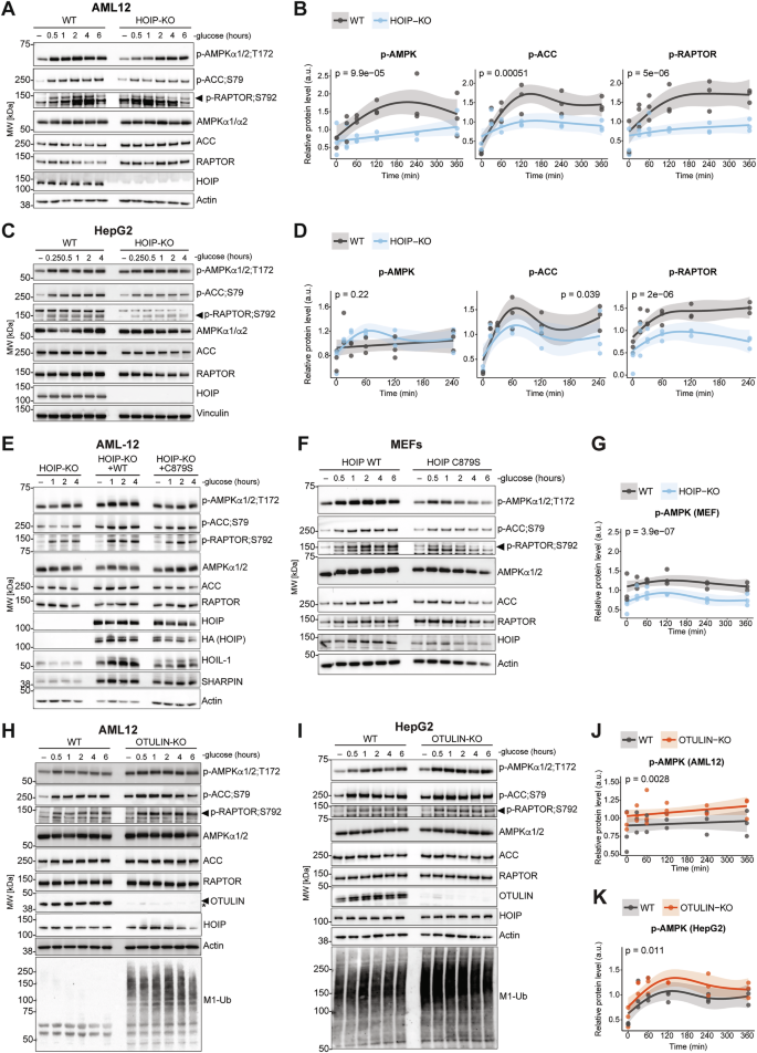 Fig. 2: LUBAC and OTULIN regulate AMPK signalling after glucose starvation.