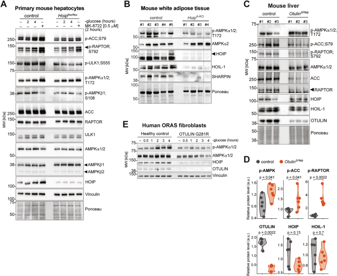 Fig. 3: LUBAC and OTULIN regulate AMPK activation in liver and adipose tissue.
