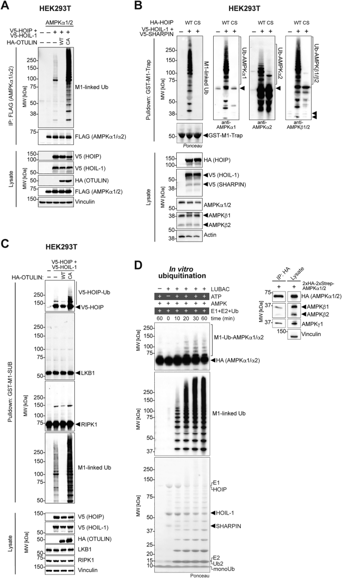 Fig. 4: AMPKα and β subunits are substrates of LUBAC ubiquitination.