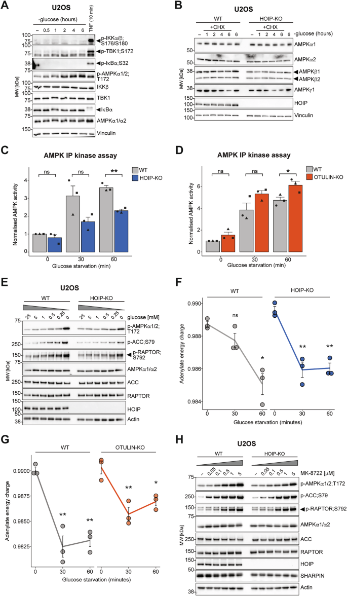 Fig. 5: LUBAC controls the kinase activity and activation threshold of AMPK.