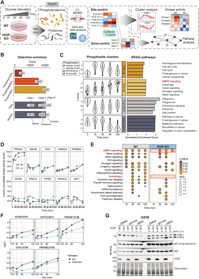 Fig. 6: Phosphoproteomics reveal the LUBAC-dependent signalling network after glucose starvation.