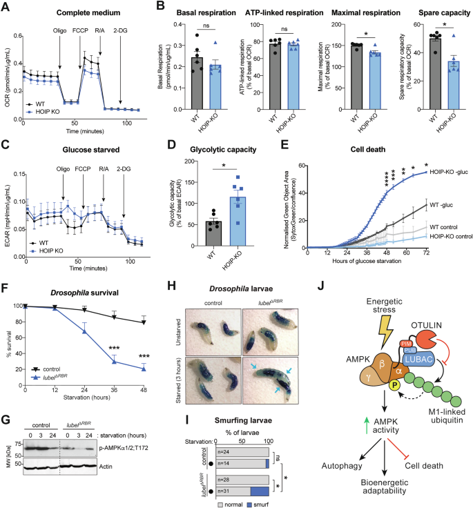 Fig. 7: LUBAC regulates bioenergetic metabolism and survival in response to starvation.