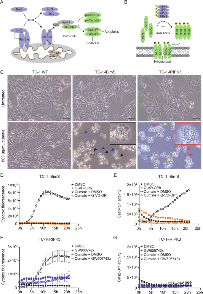 Fig. 1: Validation of inducible apoptosis or necroptosis in engineered TC-1 tumor cells.