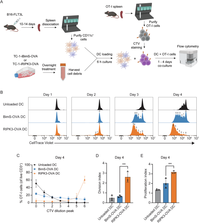 Fig. 2: OVA-specific CD8+ T-cell proliferation induced by cDCs after phagocytosis of apoptotic or necroptotic TC-1-OVA cells.