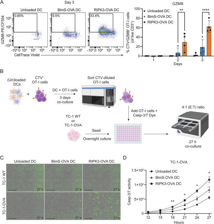 Fig. 4: Cytotoxic function of OVA-specific CD8+ T-cells, as induced by cDCs after phagocytosis of apoptotic or necroptotic TC-1-OVA cells.