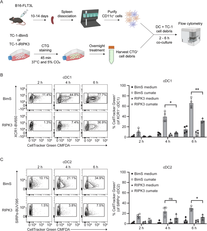Fig. 5: Phagocytosis of apoptotic or necroptotic TC-1 tumor cells by cDC1s and cDC2s.