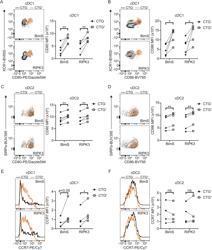 Fig. 6: Cell surface phenotype of cDC1s and cDC2s after phagocytosis of apoptotic or necroptotic TC-1 tumor cells.
