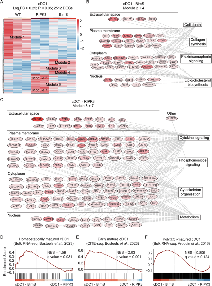 Fig. 7: Gene expression profile of cDC1s after phagocytosis of apoptotic or necroptotic TC-1 tumor cells.
