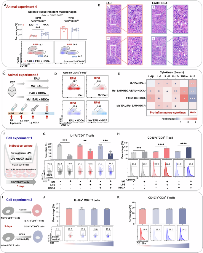 Fig. 3: HDCA reprograms splenic red pulp macrophages to constrain autoimmunity.