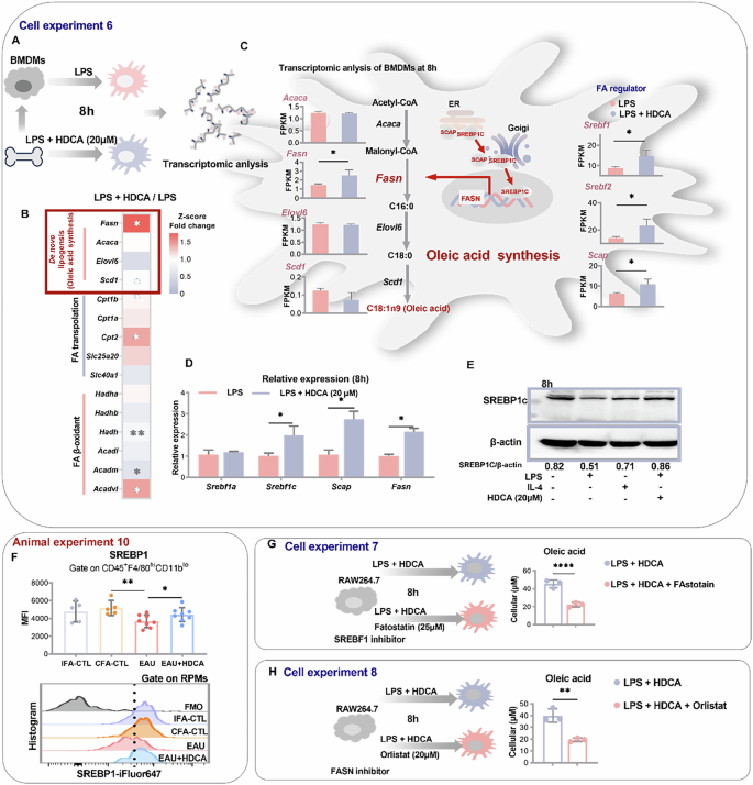 Fig. 6: HDCA promotes oleic acid synthesis in RPMs by modulating SREBP1c.