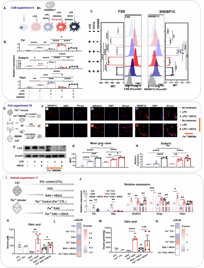 Fig. 7: HDCA restores oleic acid biosynthesis through FXR-SREBP1c axis.
