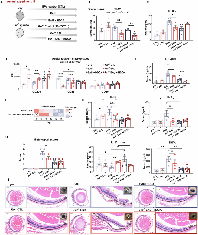 Fig. 8: HDCA ameliorates autoimmune uveitis through metabolic-immune crosstalk.