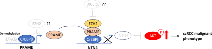 Fig. 1: Working model showing that epigenetic regulation of both PRAME and NTN4 results in activation of AKT for induction of ccRCC malignant phenotype.