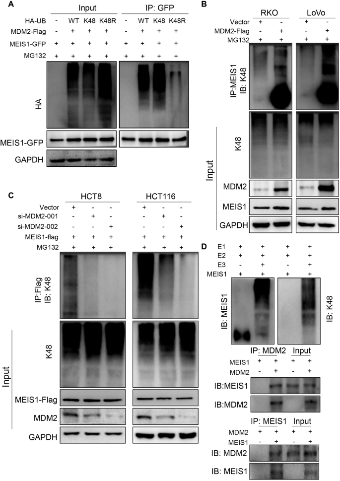 Fig. 2: MDM2 promotes K48-type polyubiquitination modification of MEIS1 protein.