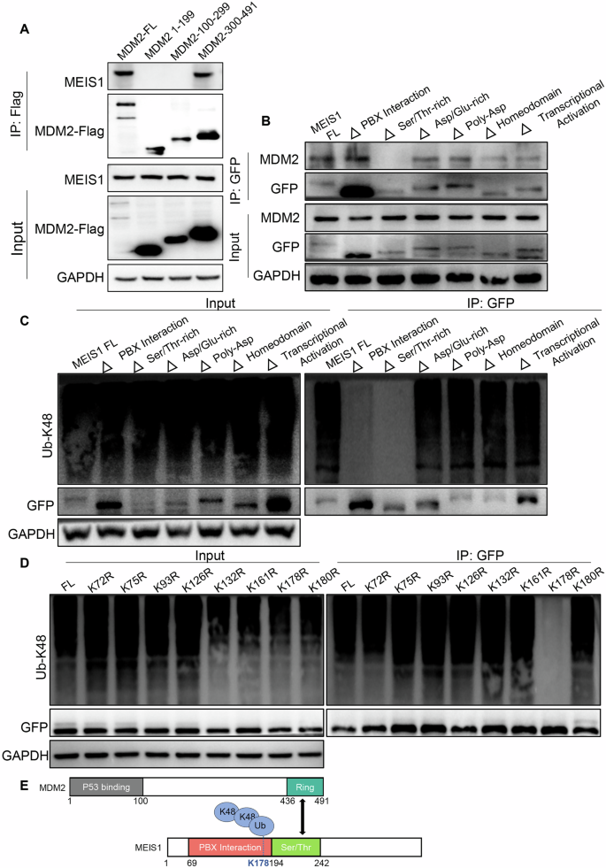 Fig. 3: MDM2 binding to the Ser/Thr-rich domain of MEIS1 promotes ubiquitination of MEIS1 at K178.