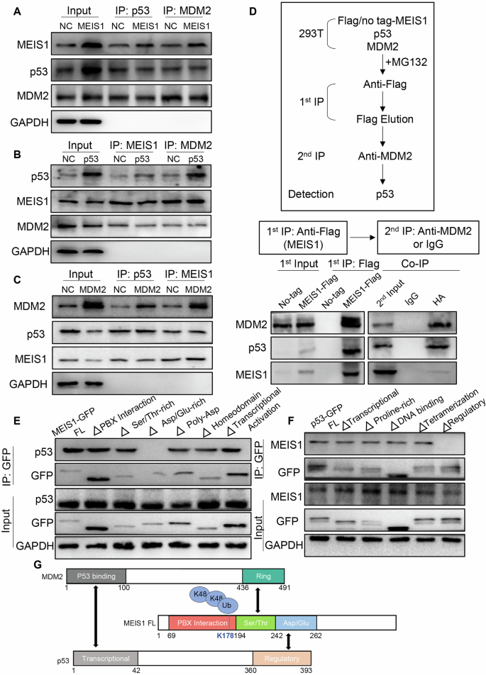 Fig. 5: The regulatory domain of p53 is combined with the Asp/Glu-rich domain of MEIS1.