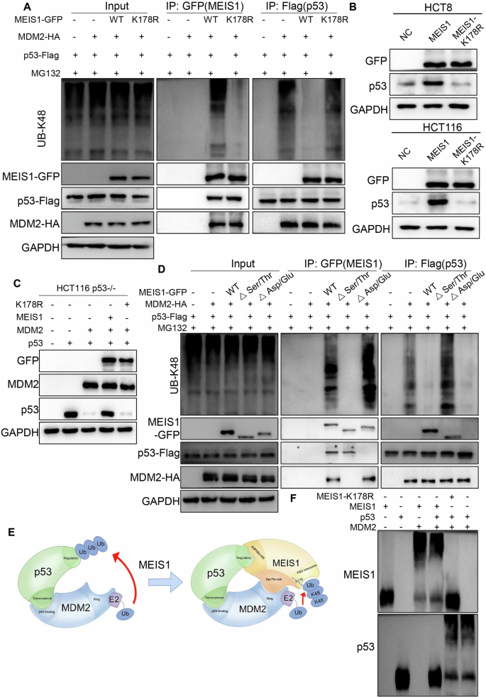 Fig. 6: Ubiquitination of MEIS1 is a prerequisite for stabilizing p53 protein.