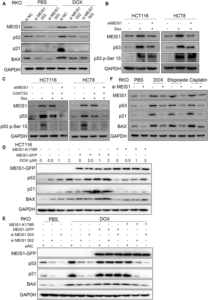 Fig. 7: MDM2 mediated MEIS1 ubiquitination is a necessary condition for p53 activation in DNA damage response.