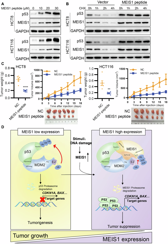 Fig. 8: The MEIS1-derived peptide exhibits potent inhibitory effects on the oncogenic properties of CRC.