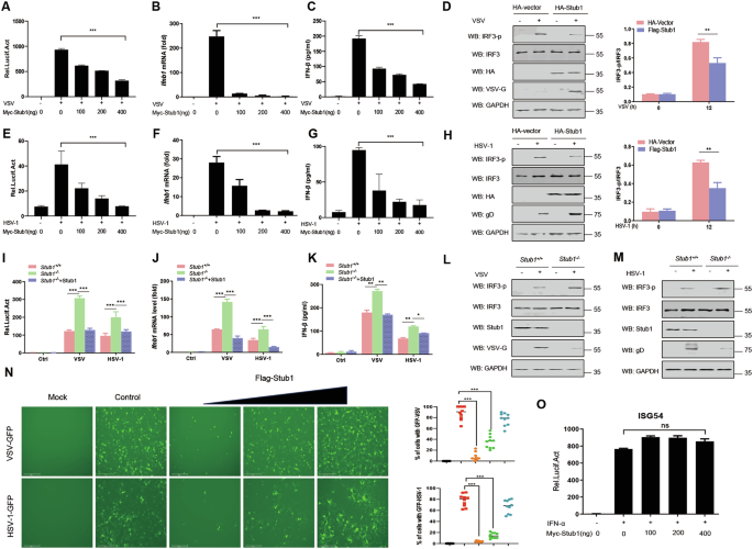 Fig. 1: Stub1 negatively regulates type I IFN production.