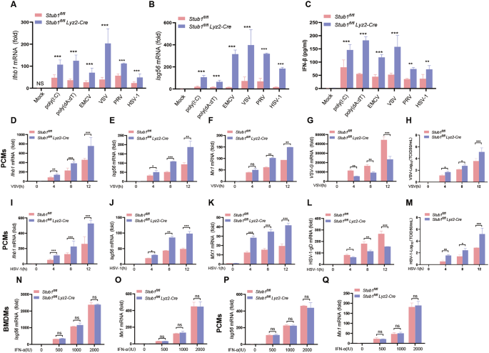 Fig. 2: Stub1 deficiency negatively regulates cellular antiviral responses.