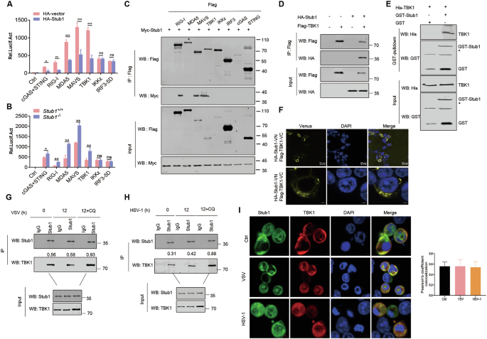 Fig. 3: Stub1 targets TBK1.