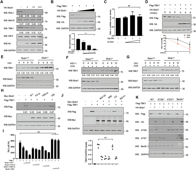 Fig. 4: Stub1 promotes the degradation of TBK1.