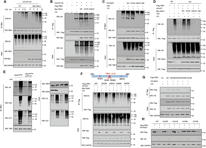 Fig. 5: Stub1 increases the K27-linked polyubiquitination of TBK1.