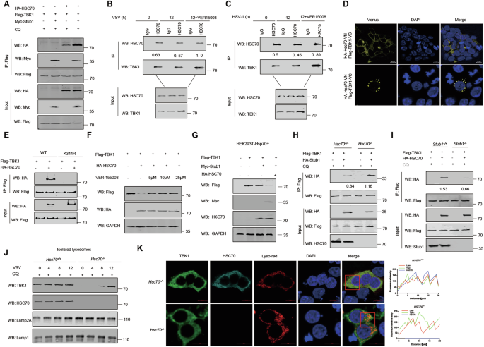Fig. 6: Stub1 promotes TBK1 degradation through the CMA-dependent autophagy pathway.