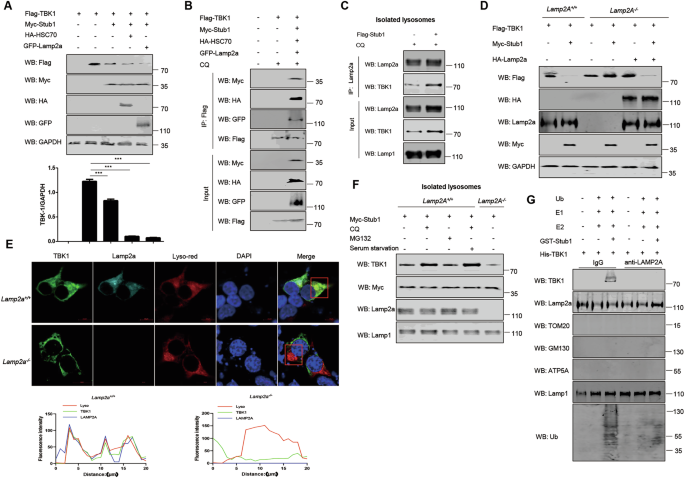 Fig. 7: Stub1 promotes the transport of TBK1 for lysosomal degradation.
