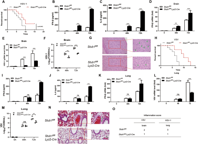 Fig. 8: Stub1 deficiency augments the host response against VSV and HSV-1 infection.