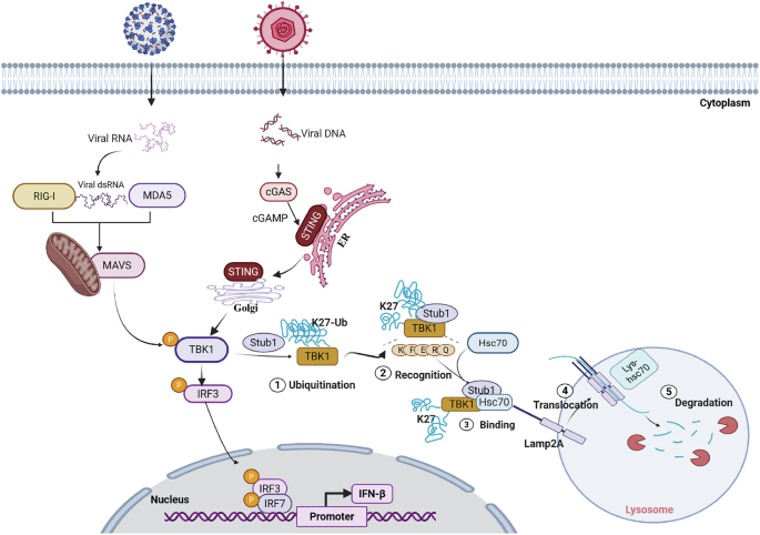 Fig. 9: Schematic model of Stub1-mediated inhibition of IFN-I production.